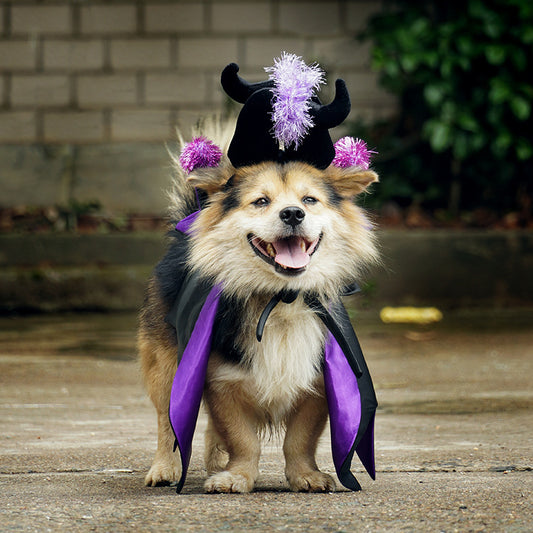 Pet wearing a black devil cape Halloween costume with purple horns
