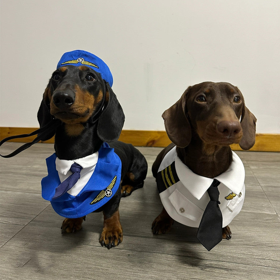 Dachshund dogs wearing funny Halloween dress-up costumes