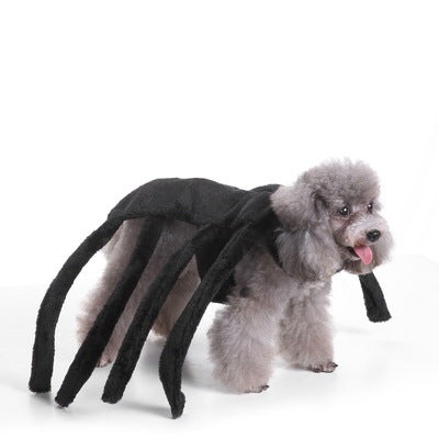 Small dog wearing a black spider Halloween costume