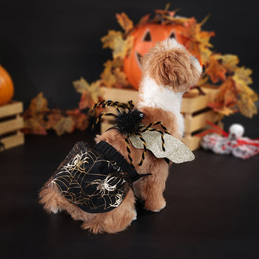 dog wearing a black-and-orange spiderweb Halloween dress