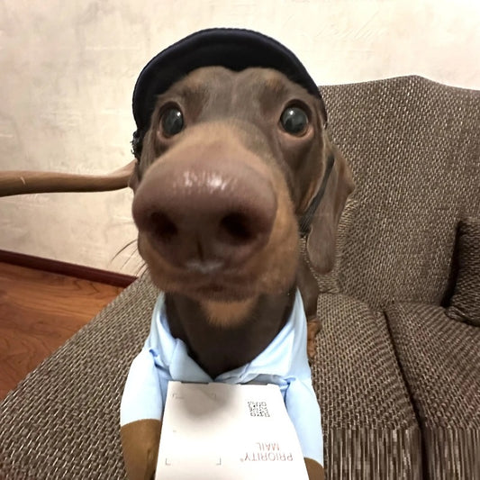 Dog wearing a delivery driver Halloween costume