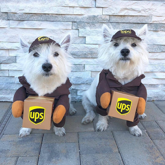 Funny courier delivery costume for dogs and cats Halloween pet outfit