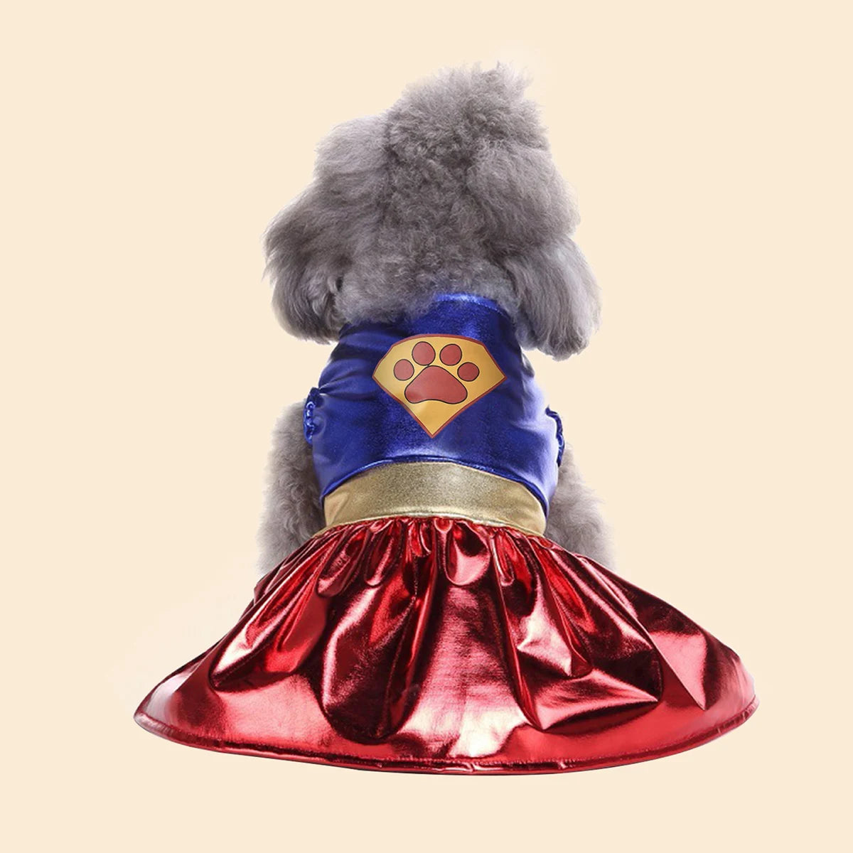 Small dog wearing a red and blue Superwoman superhero costume