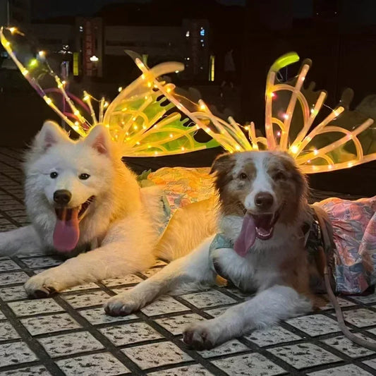 Dogs wearing glowing butterfly wing costumes with illuminated lights