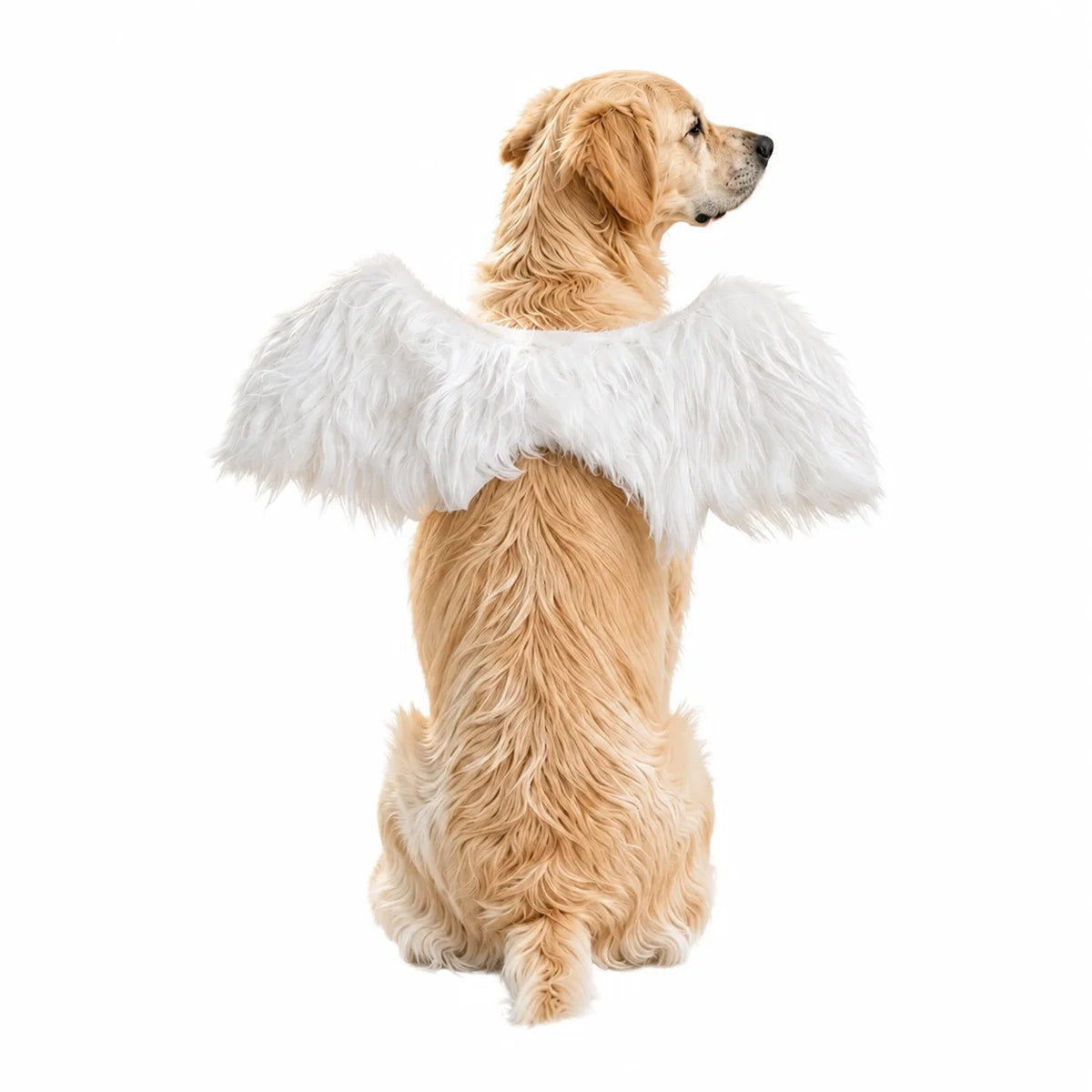 Funny Dog Wing Halloween Costume – Cute Angel Wings Pet Dress-Up Outfit