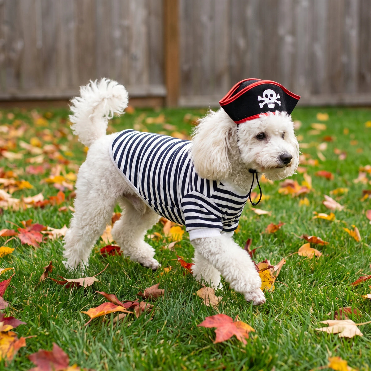 Dog wearing a pirate Halloween costume with skull hat