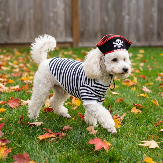 Dog wearing a pirate Halloween costume with skull hat
