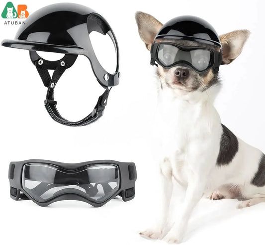 Small dog wearing a black pet adventure helmet and goggles