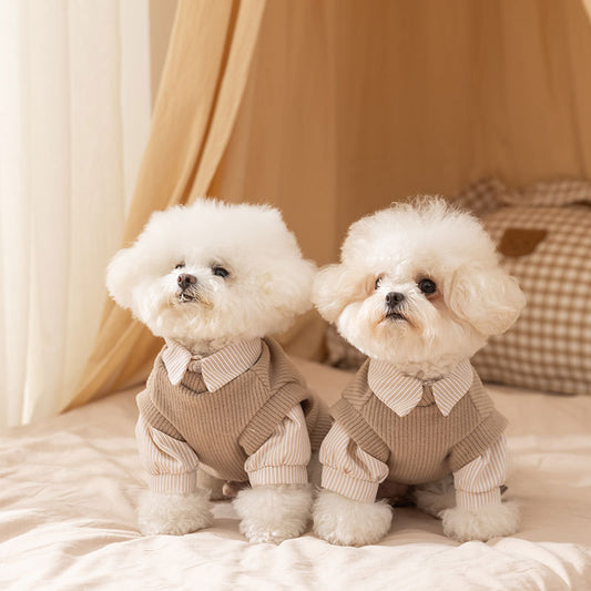 Two small dogs wearing matching striped warm pet coats