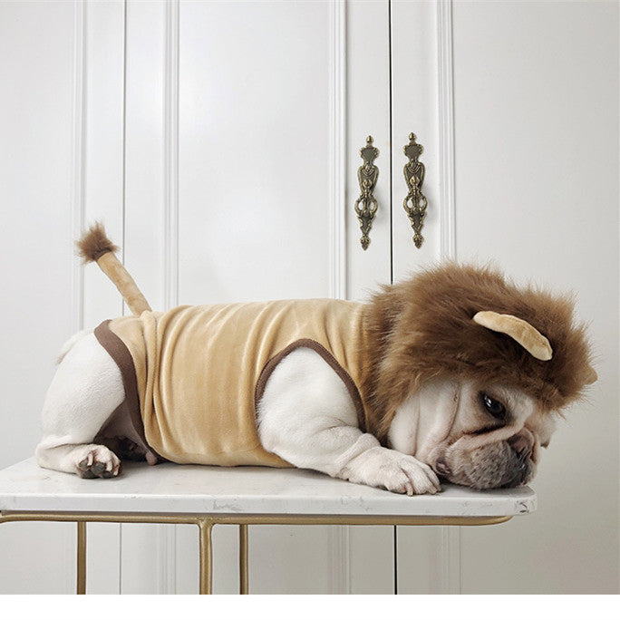 Dog wearing a realistic lion mane Halloween costume